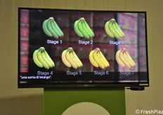 I diversi stati di maturazione delle banane
