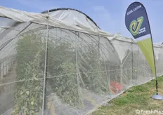 Enza Zaden ha presentato lo stato del proprio programma di breeding sul pomodoro ieri, 11 luglio 2019 a Buttapietra in provincia di Verona presso l'azienda agricola Giacopuzzi Livio.