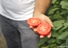 Un pomodoro che si presenta sempre pieno durante tutta la raccolta