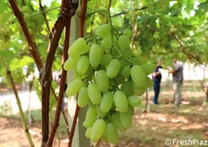 Grappolo di uva ARRA30.