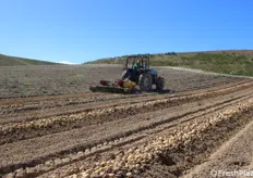 Coltivata sull'altopiano della Sila, in Calabria, la fase di scavatura dei produttori del Consorzio Produttori Patate Associati-PPAS è iniziata da una decina di giorni e procede spedita.