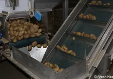 Man mano le patate vengono inserite nella linea di lavorazione, dove subiscono una selezione. Solo quelle adeguate arrivano sulle tavole dei consumatori.