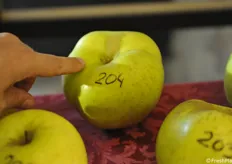 Proporzione fra un dito e uno dei frutti giganti