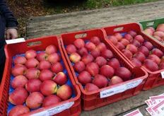 La stessa mela raccolta in tre stacchi. Si notano le differenze di colore