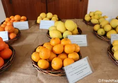Mandarino Tardivo di Ciaculli nuc. 62-22-A2