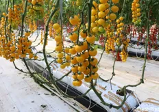 EC15C.41857: ciliegino giallo per raccolta a grappolo e frutto singolo