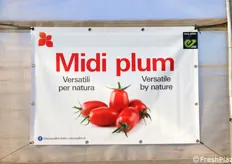 Midi Plum