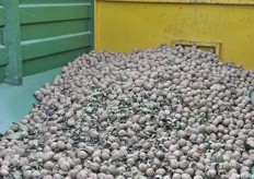 A fine carico le noci vengono trasferite dalla tramoggia ai camion per la consegna nello stabilimento di essiccazione