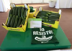 "Io resisto" è il claim dello zucchino NO-ND, resistente al New Delhi