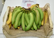 Banane del Venezuela